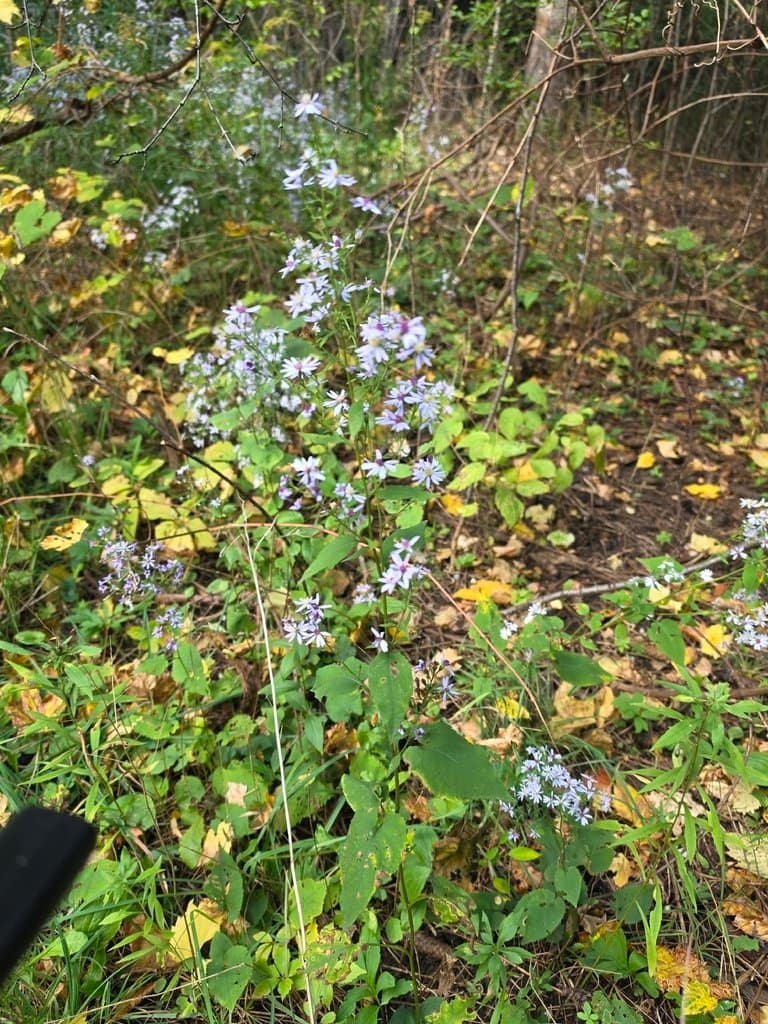 Black Creek Biodiversity BioBlitz
