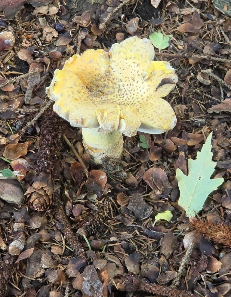 Black Creek Biodiversity BioBlitz