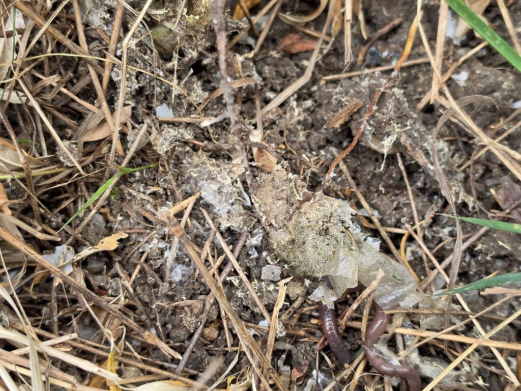 Toronto Plastic Cleanup Report