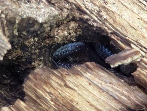 Black Creek Biodiversity BioBlitz